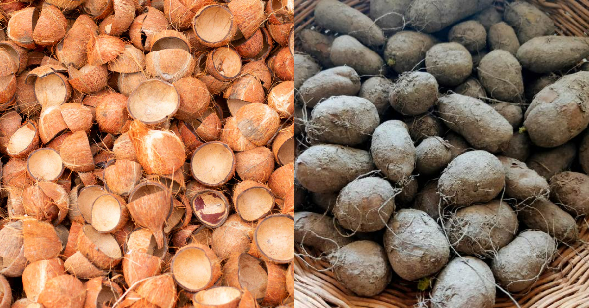 Koorkka Krishi Using Coconut Shell