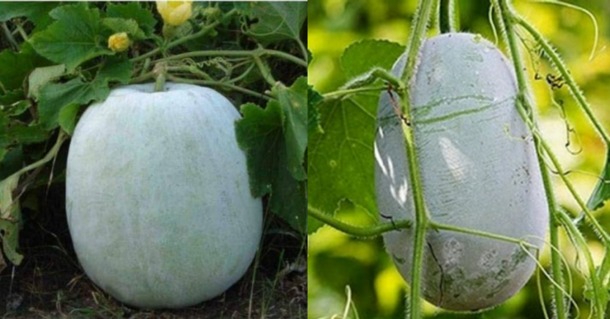 Kumbhalanga Benefits