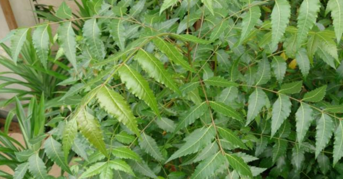 Neem Leaf Health Benefits