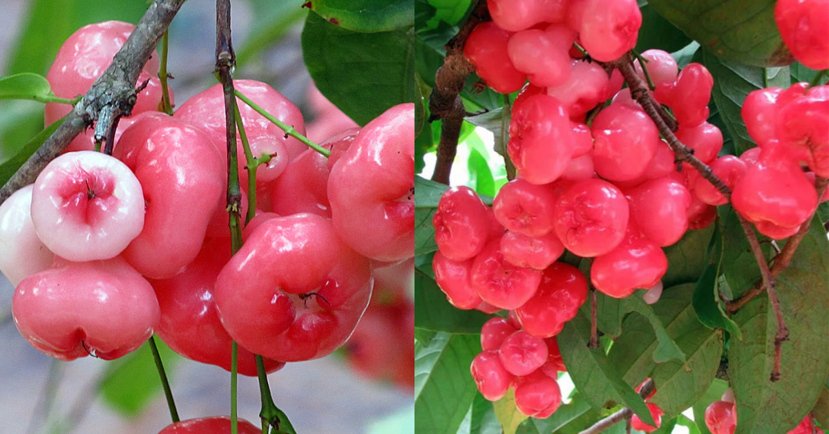 Rose Apple Health Benefits