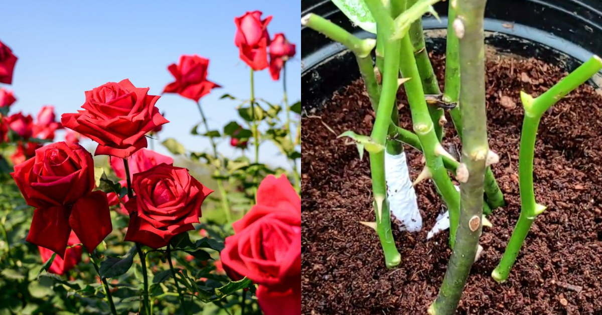 Rose Cultivation Tip At Home